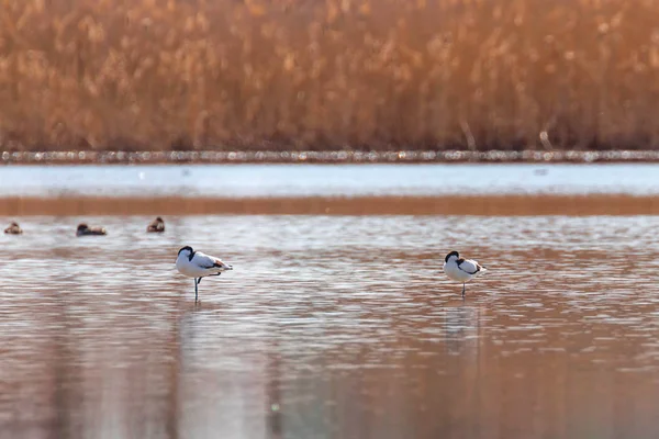 Pied Skärfläcka i vatten letar efter mat (Recurvirostra avosetta) B — Stockfoto