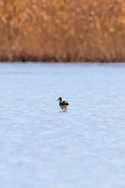 Aves aquáticas (Philomachus pugnax) Ruff in water — Fotografia de Stock