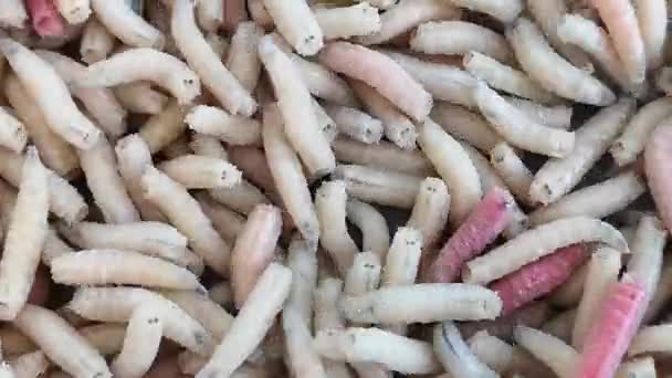 Crawling Maggots Close Up — Stock Footage Crawling Maggots Close Video Clip