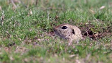 Avrupa yer sincabı, Souslik (Spermophilus citellus) doğal çevre