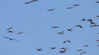 Bayağı turna (Grus grus) uçuş mavi gökyüzü, geçiş sürüsü uçan 