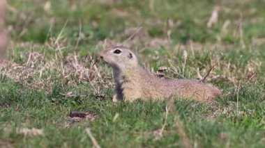 Avrupa yer sincabı, Souslik (Spermophilus citellus) doğal çevre