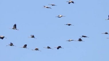 Bayağı turna (Grus grus) uçuş mavi gökyüzü, geçiş sürüsü uçan 