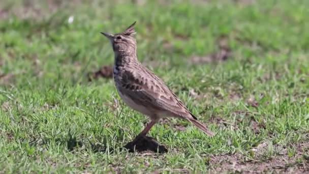 Funny Little Bird Crested Lark Ground Galerida Cristata Wildlife Close — Stock Video