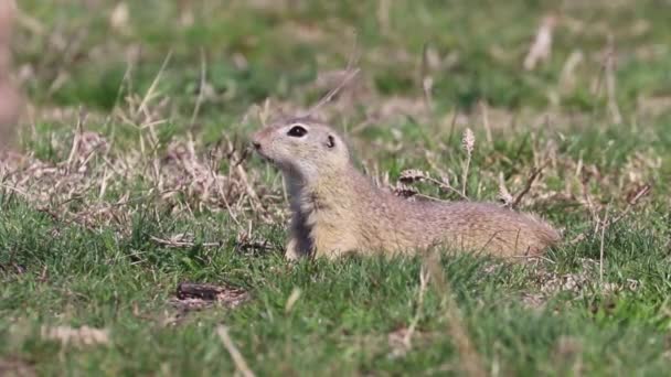 Esquilo Terrestre Europeu Souslik Spermophilus Citellus Ambiente Natural — Vídeo de Stock