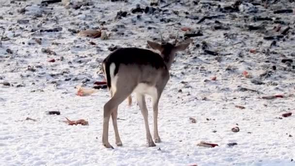 Giovane Daino Daino Che Nutre Nella Neve Piattaforma Alimentazione Del — Video Stock