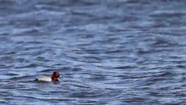 Plongée Mâle Pochard Commune Dans Lac Aythya Ferina — Video