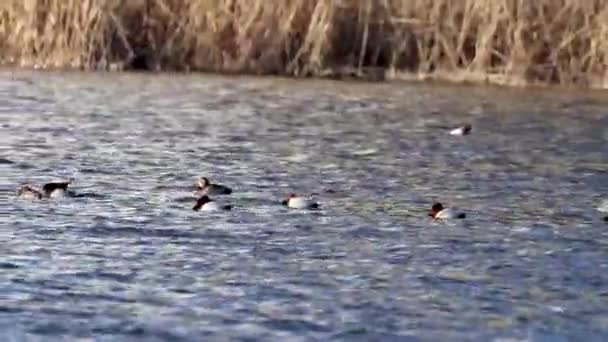 Canards colverts nageant dans le lac (Aythya ferina)
