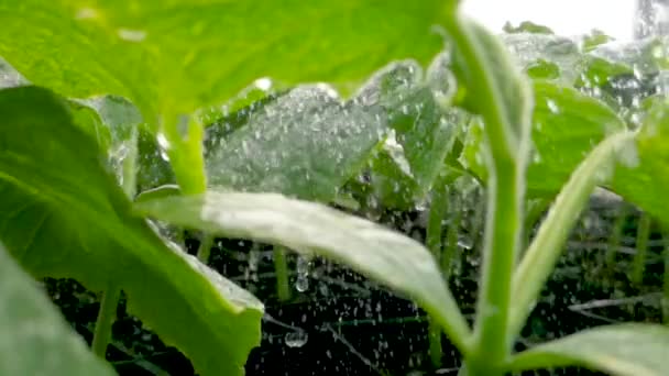 Greenhouse Watering System Close Water Falling Green Seedlings Slow Motion — Stock Video