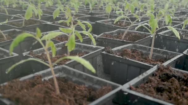 Greenhouse Watering System Close Water Falling Green Seedlings Slow Motion — Stock Video