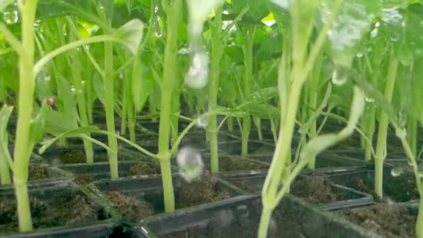 Система Полива Оранжереи Закрыть Вода Падает Зеленые Семена Замедление Движения — стоковое видео