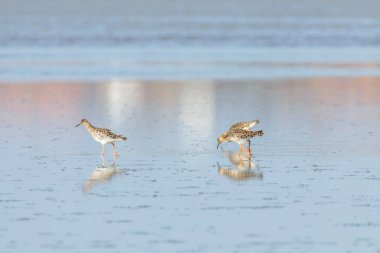 Ruff su kuşu (Philomachus pugnax) Suda yakut