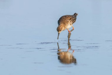Ruff su kuşu (Philomachus pugnax) Suda yakut