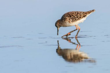Ruff su kuşu (Philomachus pugnax) Suda yakut