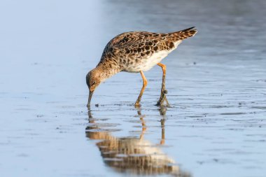 Ruff su kuşu (Philomachus pugnax) Suda yakut