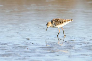 Ruff su kuşu (Philomachus pugnax) Suda yakut
