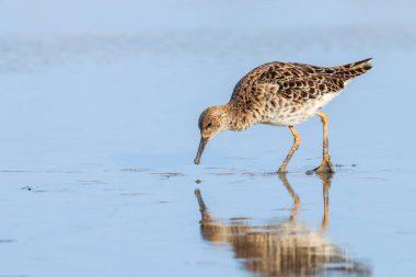 Ruff su kuşu (Philomachus pugnax) Suda yakut