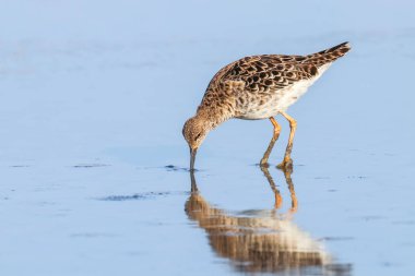 Ruff su kuşu (Philomachus pugnax) Suda yakut
