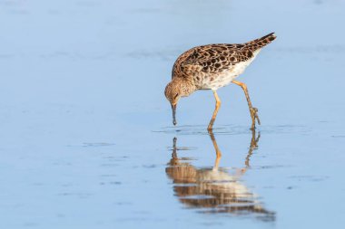 Ruff su kuşu (Philomachus pugnax) Suda yakut