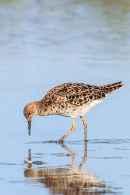 Ruff su kuşu (Philomachus pugnax) Suda yakut