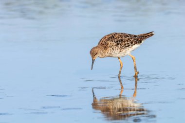 Ruff su kuşu (Philomachus pugnax) Suda yakut