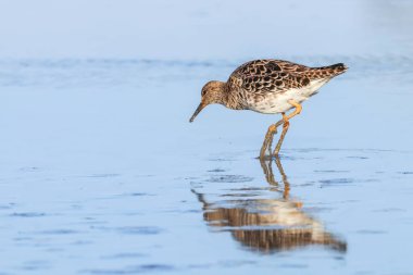 Ruff su kuşu (Philomachus pugnax) Suda yakut