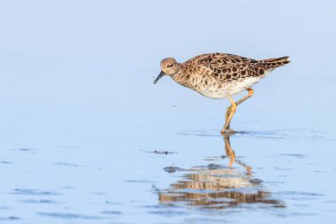 Ruff su kuşu (Philomachus pugnax) Suda yakut
