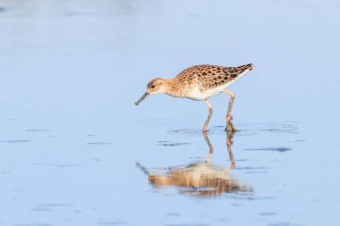 Ruff su kuşu (Philomachus pugnax) Suda yakut