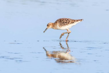 Ruff su kuşu (Philomachus pugnax) Suda yakut