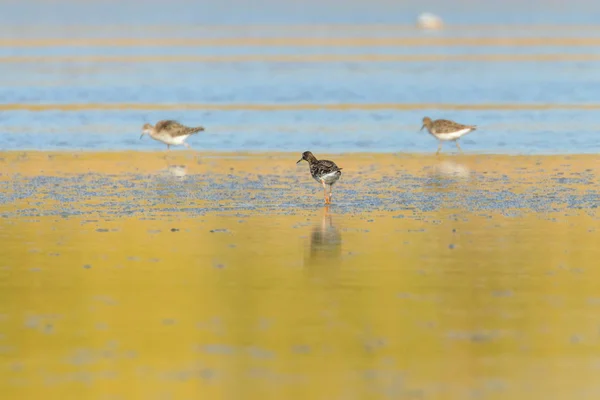 Ruff vatten fågel (Philomachus pugnax) Ruff i vatten — Stockfoto