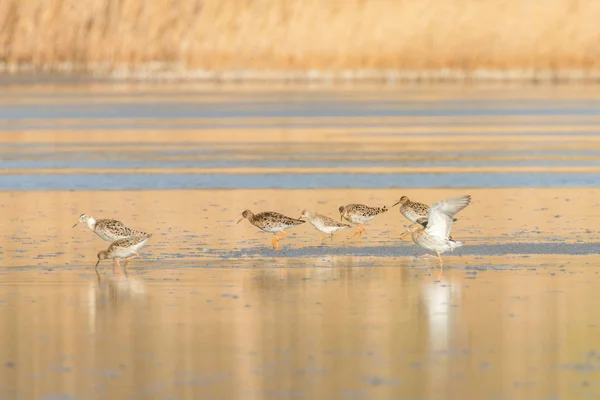 Krähenwasservogel (Philomachus pugnax) Krähenwasservogel — Stockfoto