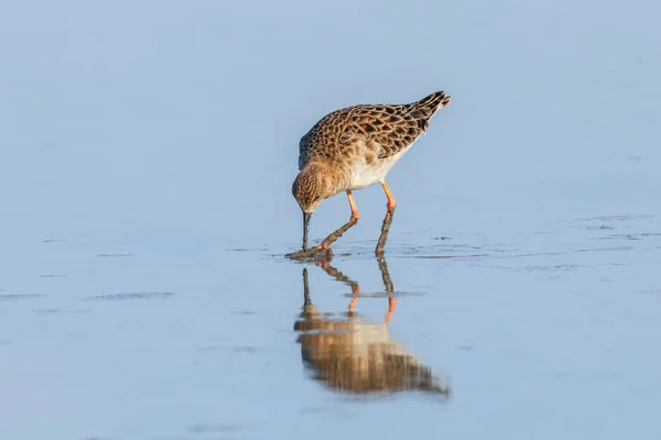 Krähenwasservogel (Philomachus pugnax) Krähenwasservogel — Stockfoto