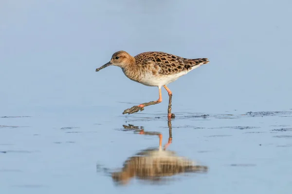 Ruff water bird (Philomachus pugnax) Ruff en el agua — Foto de Stock