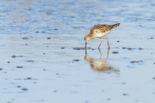 Aves aquáticas (Philomachus pugnax) Ruff in water — Fotografia de Stock