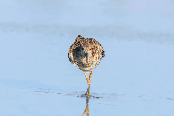 Aves aquáticas (Philomachus pugnax) Ruff in water — Fotografia de Stock