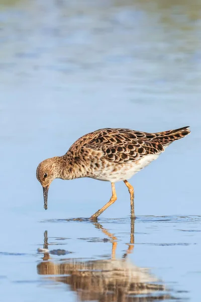 Ruff water bird (Philomachus pugnax) Ruff en el agua — Foto de Stock