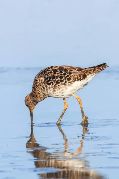 Ruff water bird (Philomachus pugnax) Ruff in water — Stock Photo, Image