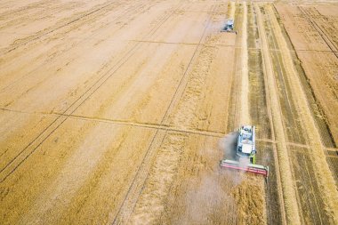 Bir buğday alanında çalışan hasat birleştirin. Hasat Ae birleştirmek