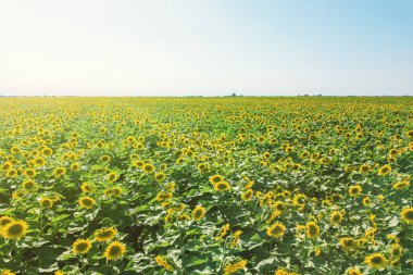 Çiçek açan ayçiçeği tarlası. Ayçiçeği tarlası.