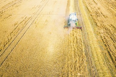 Bir buğday alanında çalışan hasat birleştirin. Hasat Ae birleştirmek