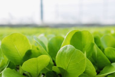 Yeşil salata bitkileri sebze arka plan. Marul çiftlik