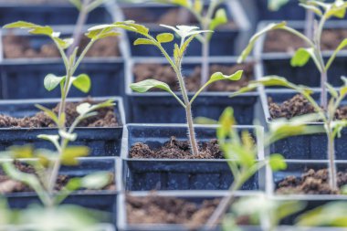 Domates lahanası sera, domates, saksı domates Seedli Filiz