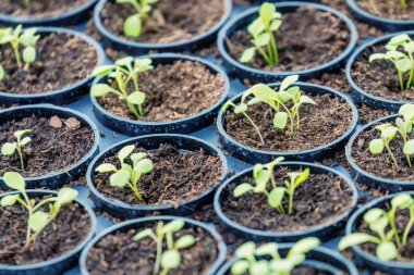 Rucola Hydroponic çiftlik. Genç Rucola bitkiler, genç roketleri, Ruco