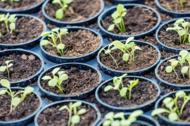 Rucola Hydroponic çiftlik. Genç Rucola bitkiler, genç roketleri, Ruco
