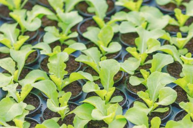 Marul Hydroponic çiftlik. Marul filizlenir. Yeşil genç marul Pl