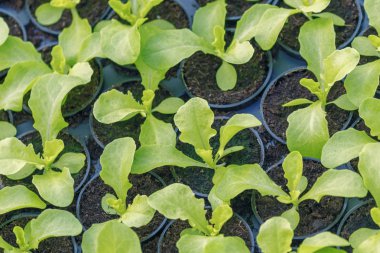 Marul Hydroponic çiftlik. Marul filizlenir. Yeşil genç marul Pl