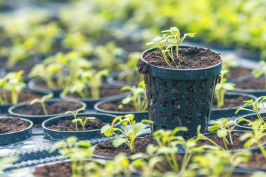Rucola Hydroponic çiftlik. Genç Rucola bitkiler, genç roketleri, Ruco