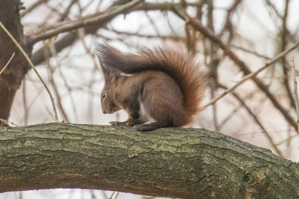 Écureuil roux assis sur un arbre, écureuil forestier (Sciurus vulgari) — Photo