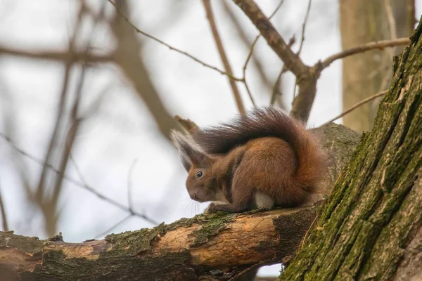 Écureuil roux assis sur un arbre, Écureuil des forêts d'automne (Sciurus — Photo