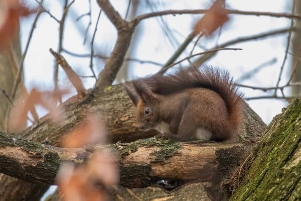 Röda ekorren sitter på ett träd, hösten skogen ekorre (Sciurus — Stockfoto